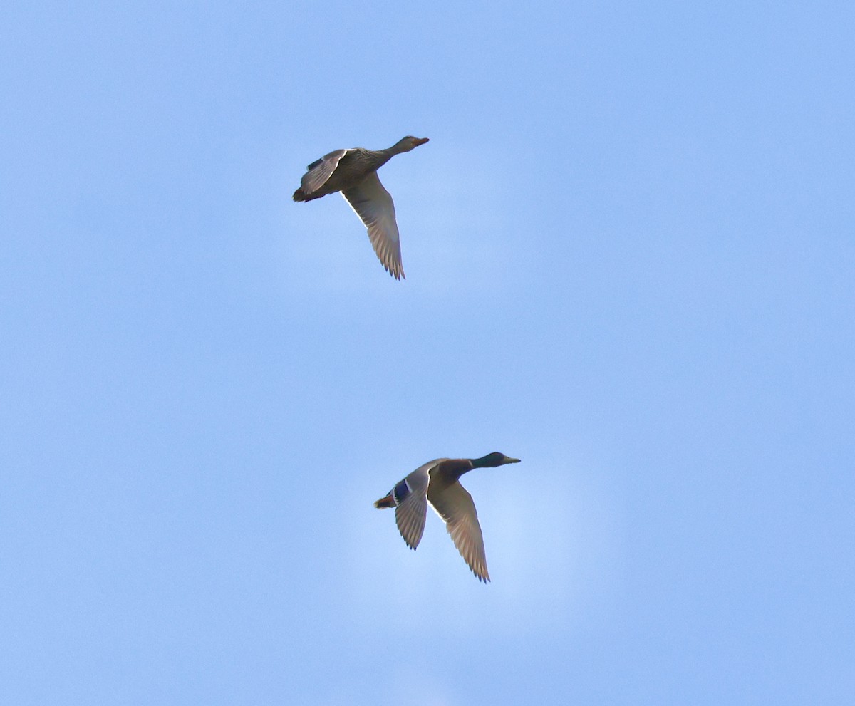 Canard colvert - ML635650585