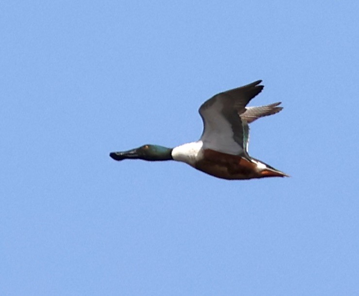 Canard souchet - ML635650588