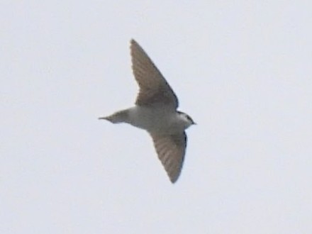 Hirondelle à face blanche - ML635650599