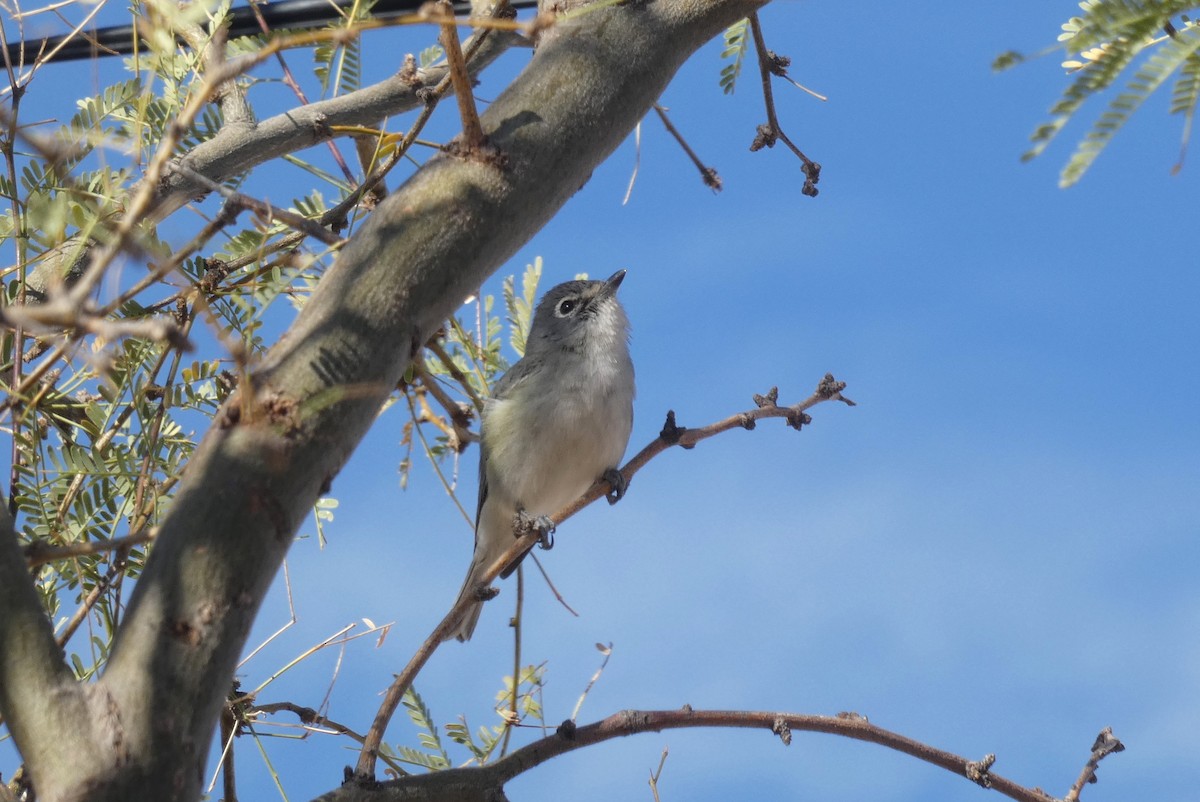 Plumbeous Vireo - ML635650622