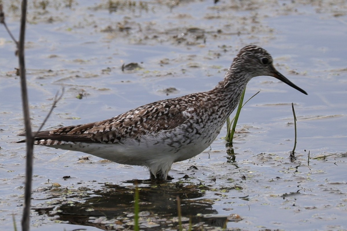 Greater Yellowlegs - ML635650653