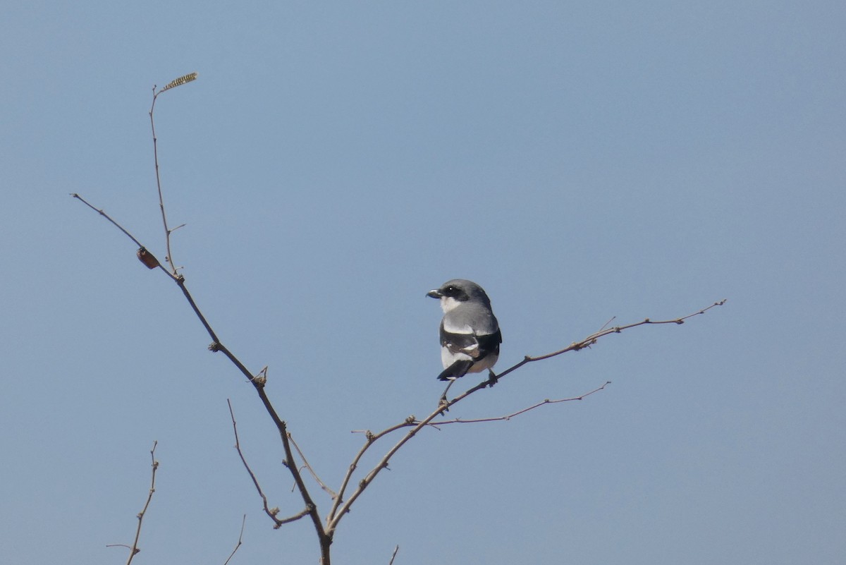 Loggerhead Shrike - ML635650730
