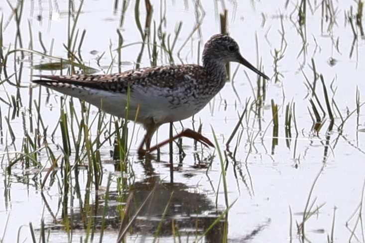 Greater Yellowlegs - ML635650759