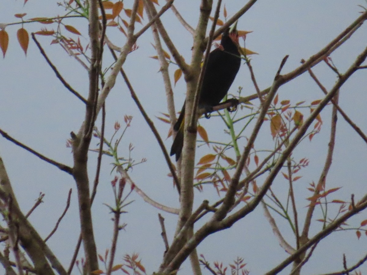 Solitary Black Cacique - ML635650778
