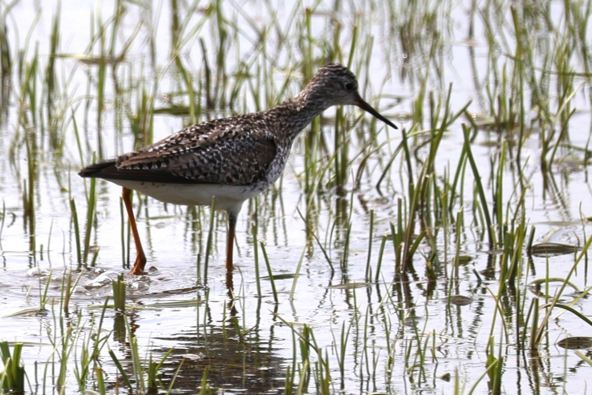 Greater Yellowlegs - ML635650802