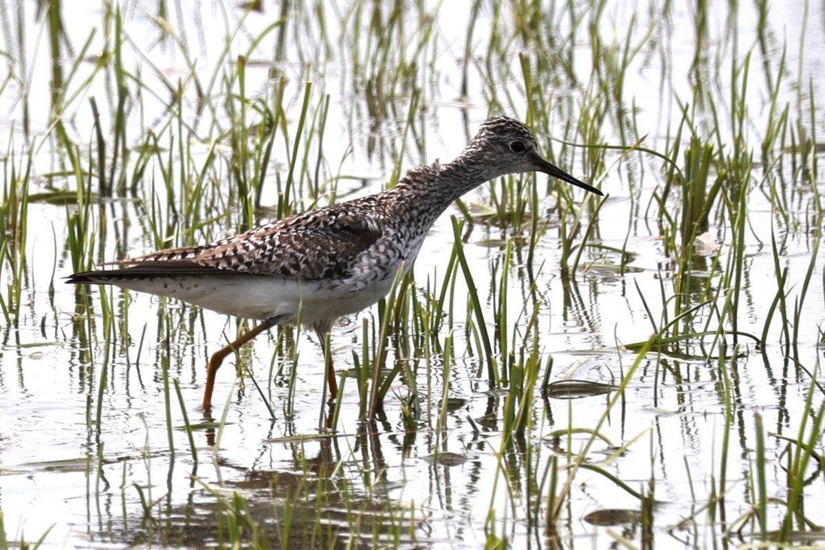 Greater Yellowlegs - ML635650832