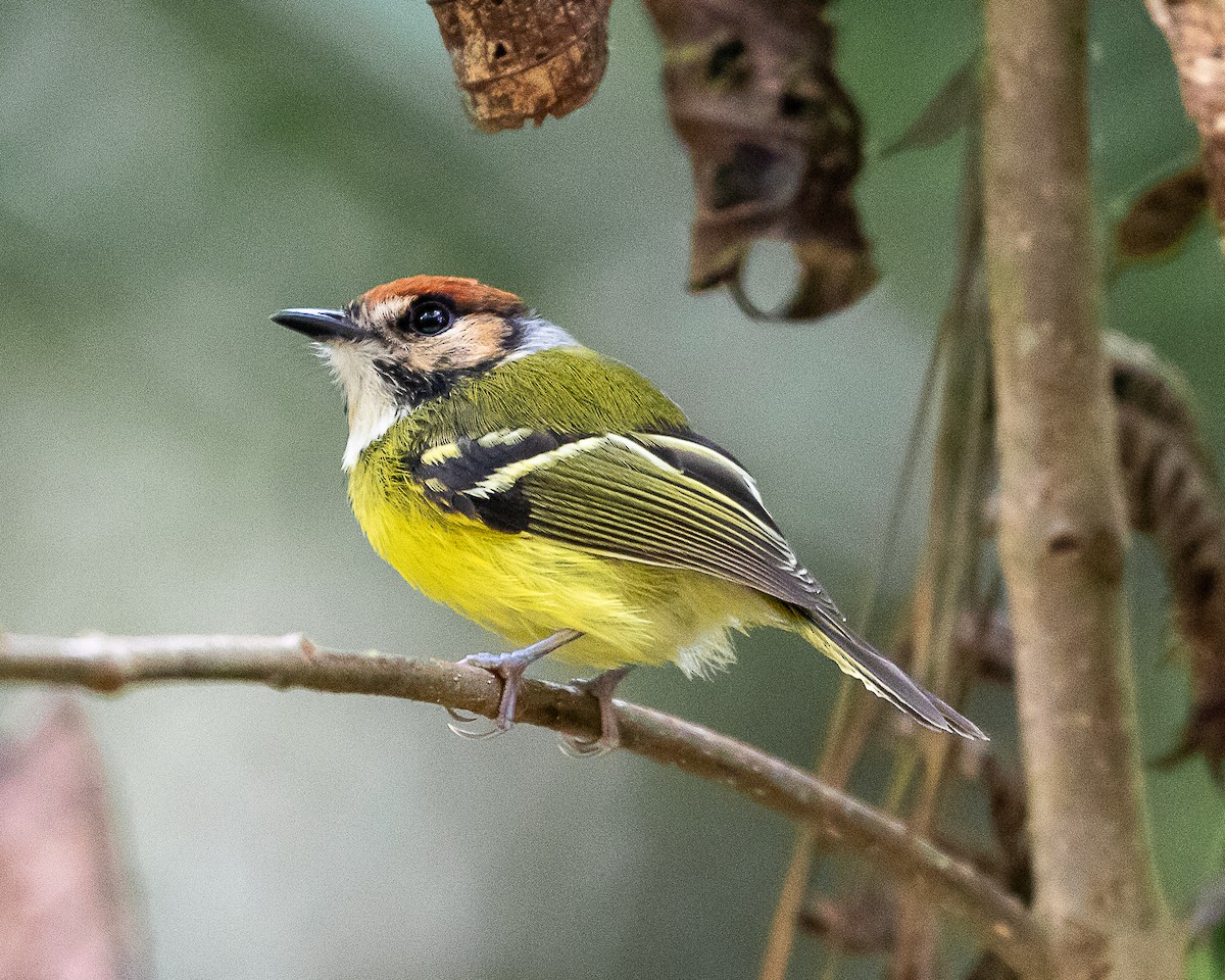 Rufous-crowned Tody-Flycatcher - ML635650850