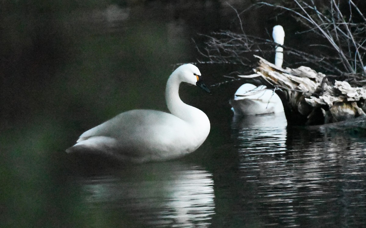 Гунгар хун - ML635650912