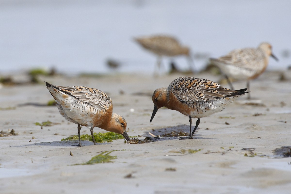 polarsnipe - ML635650975
