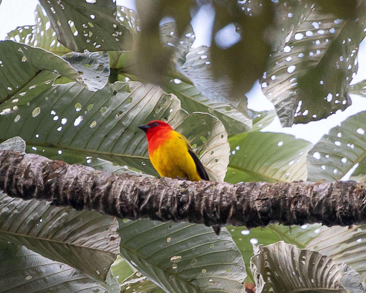 Red-hooded Tanager - ML635650998