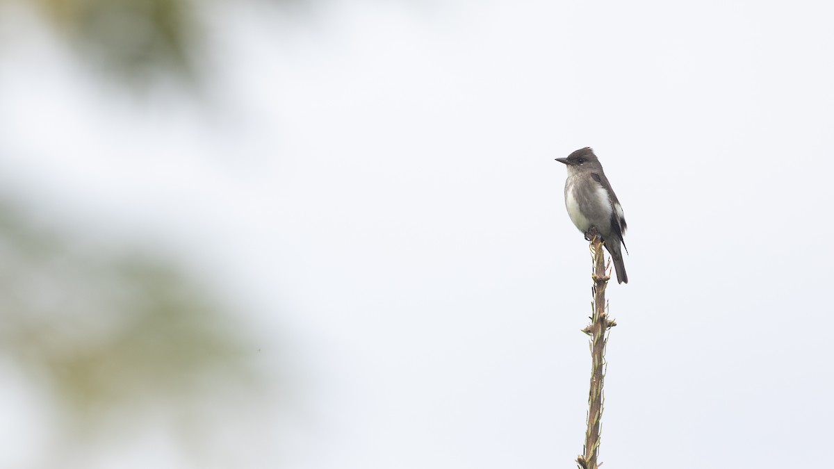 Olive-sided Flycatcher - ML635650999