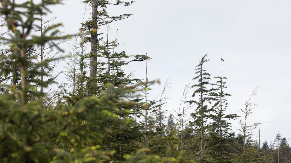 Olive-sided Flycatcher - ML635651001