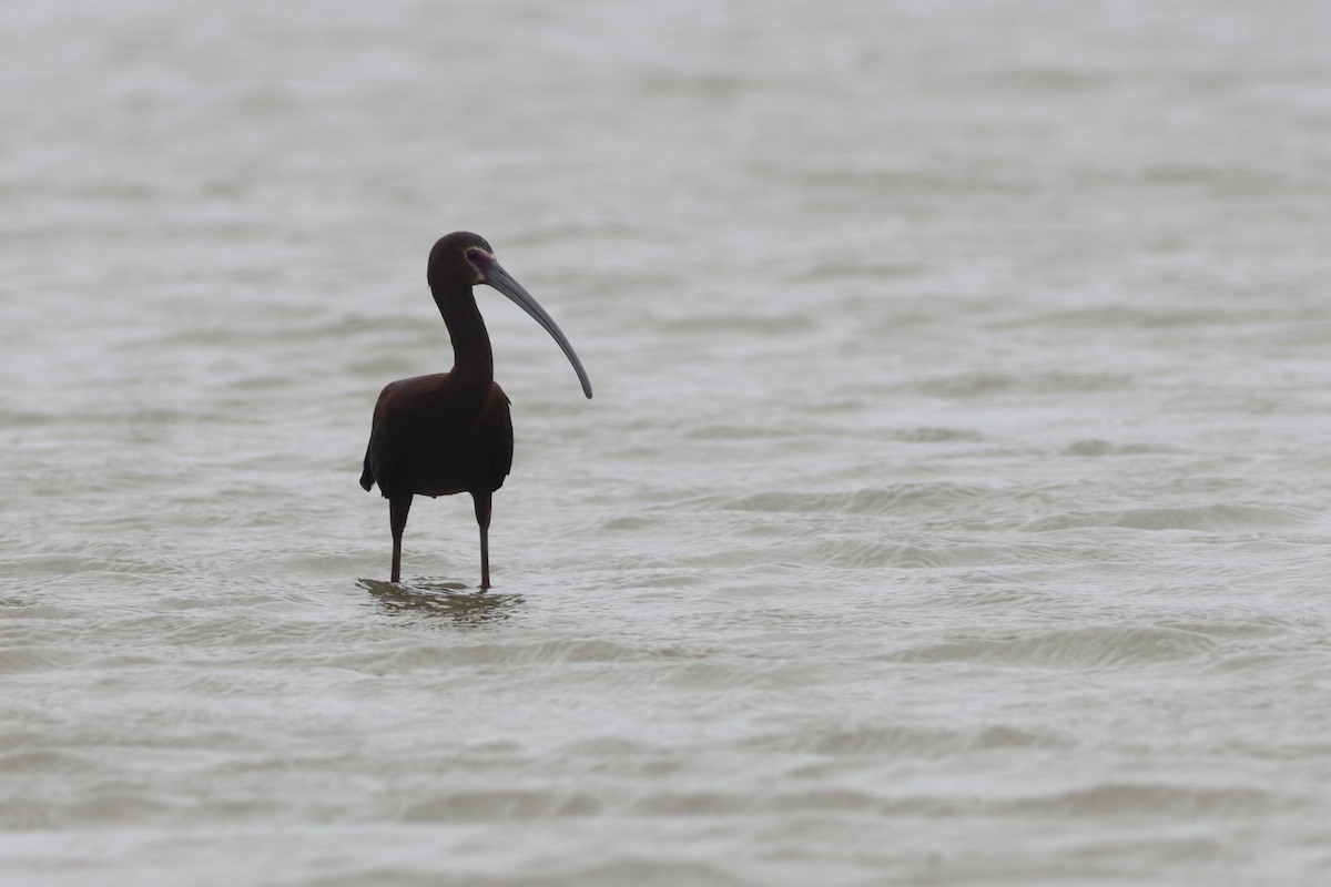 ibis americký - ML635651028