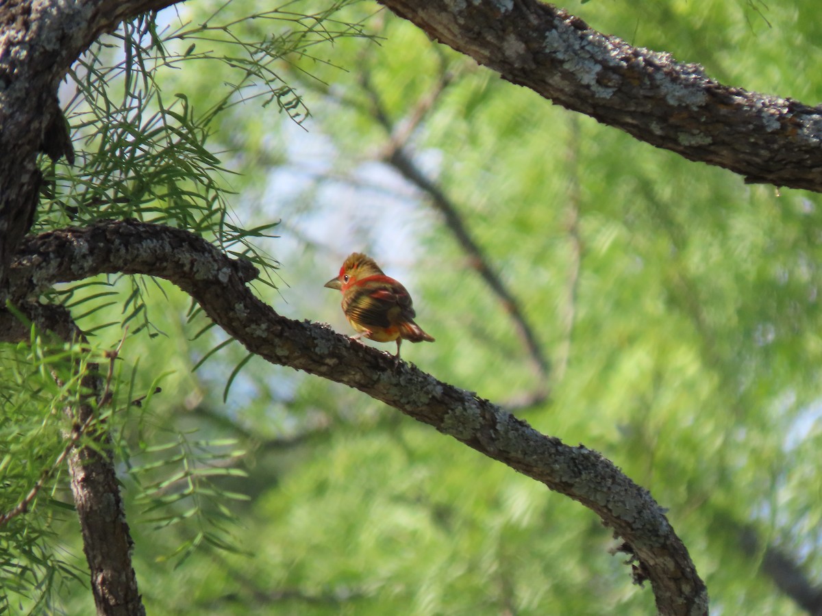 Summer Tanager - ML635651088