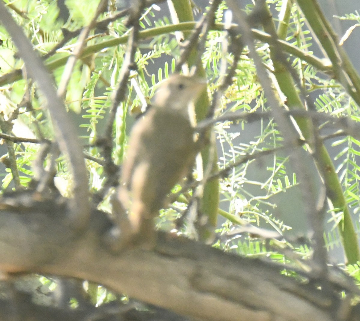 Hermit Thrush - ML635651158