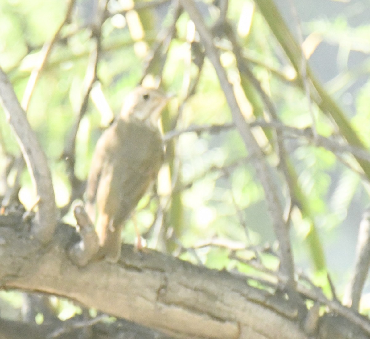 Hermit Thrush - ML635651159