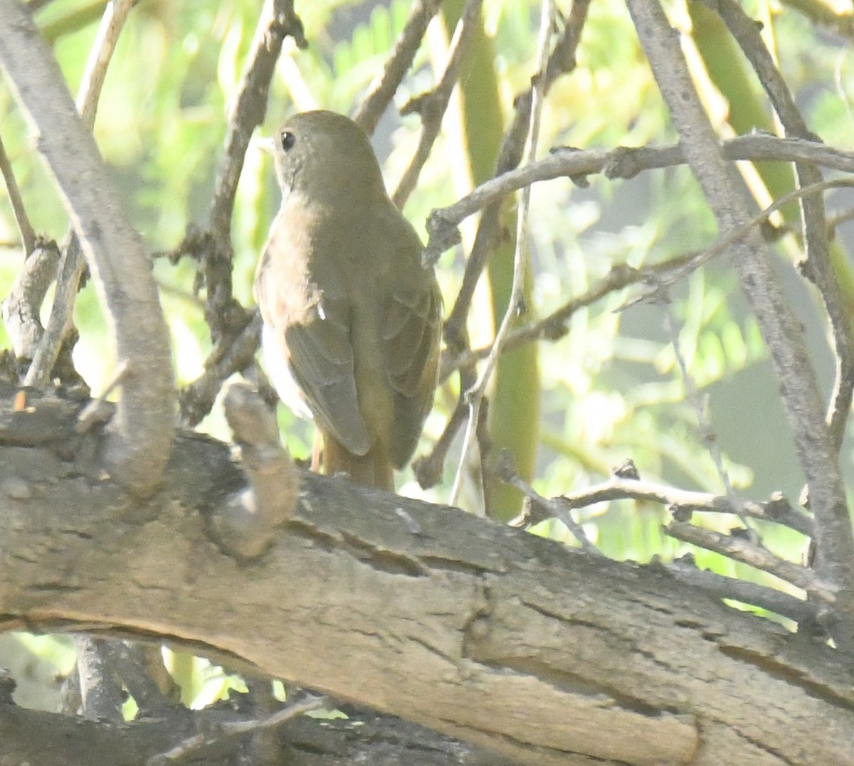 Hermit Thrush - ML635651160