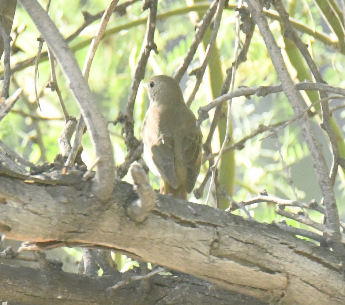 Hermit Thrush - ML635651161