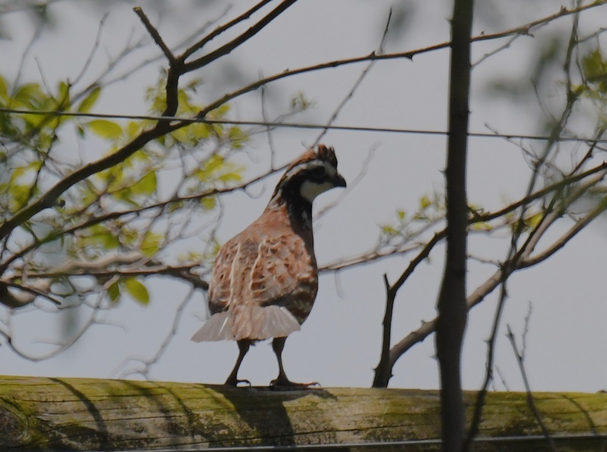 Northern Bobwhite - ML635651166