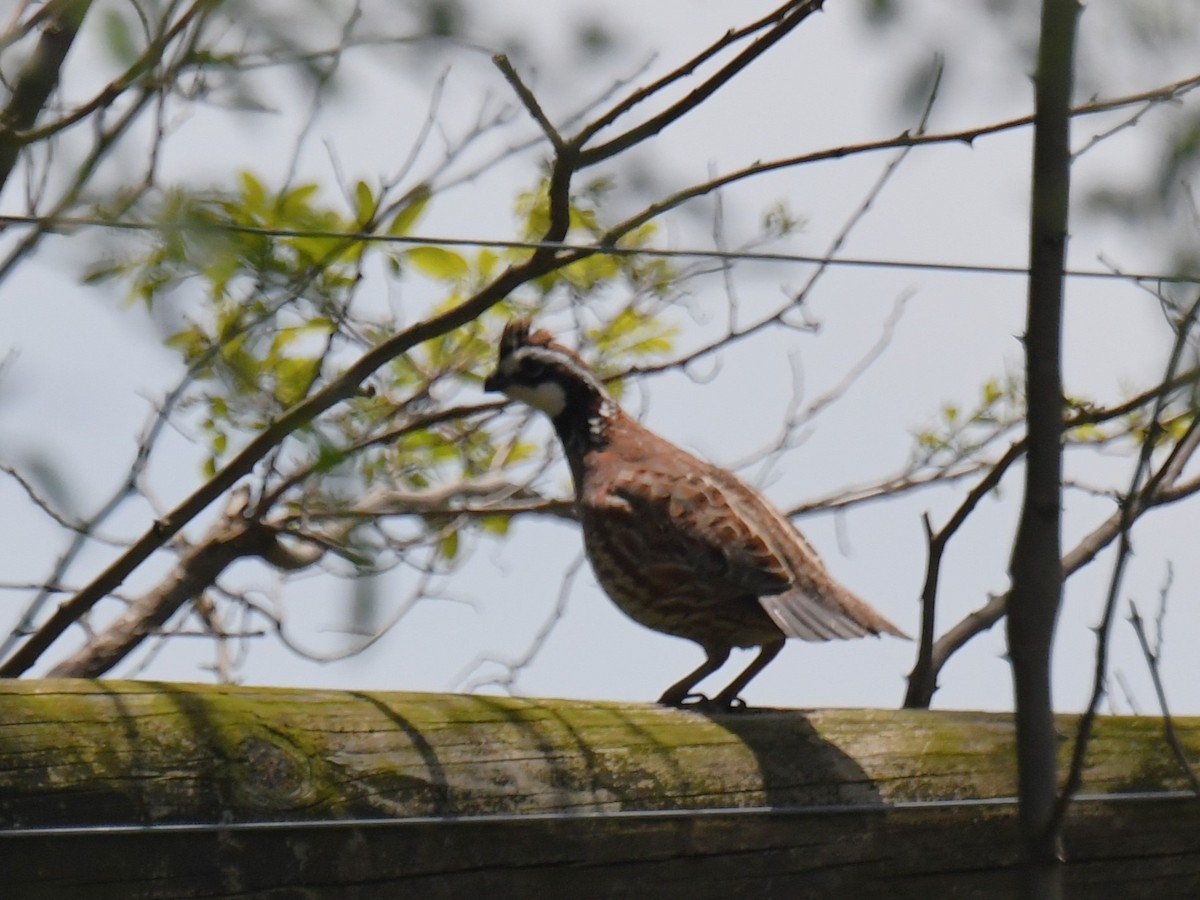 Northern Bobwhite - ML635651167