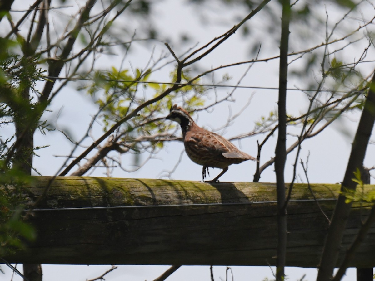 Northern Bobwhite - ML635651168