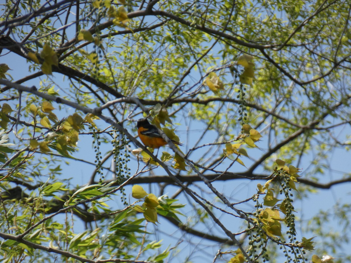 Baltimore Oriole - ML635651205