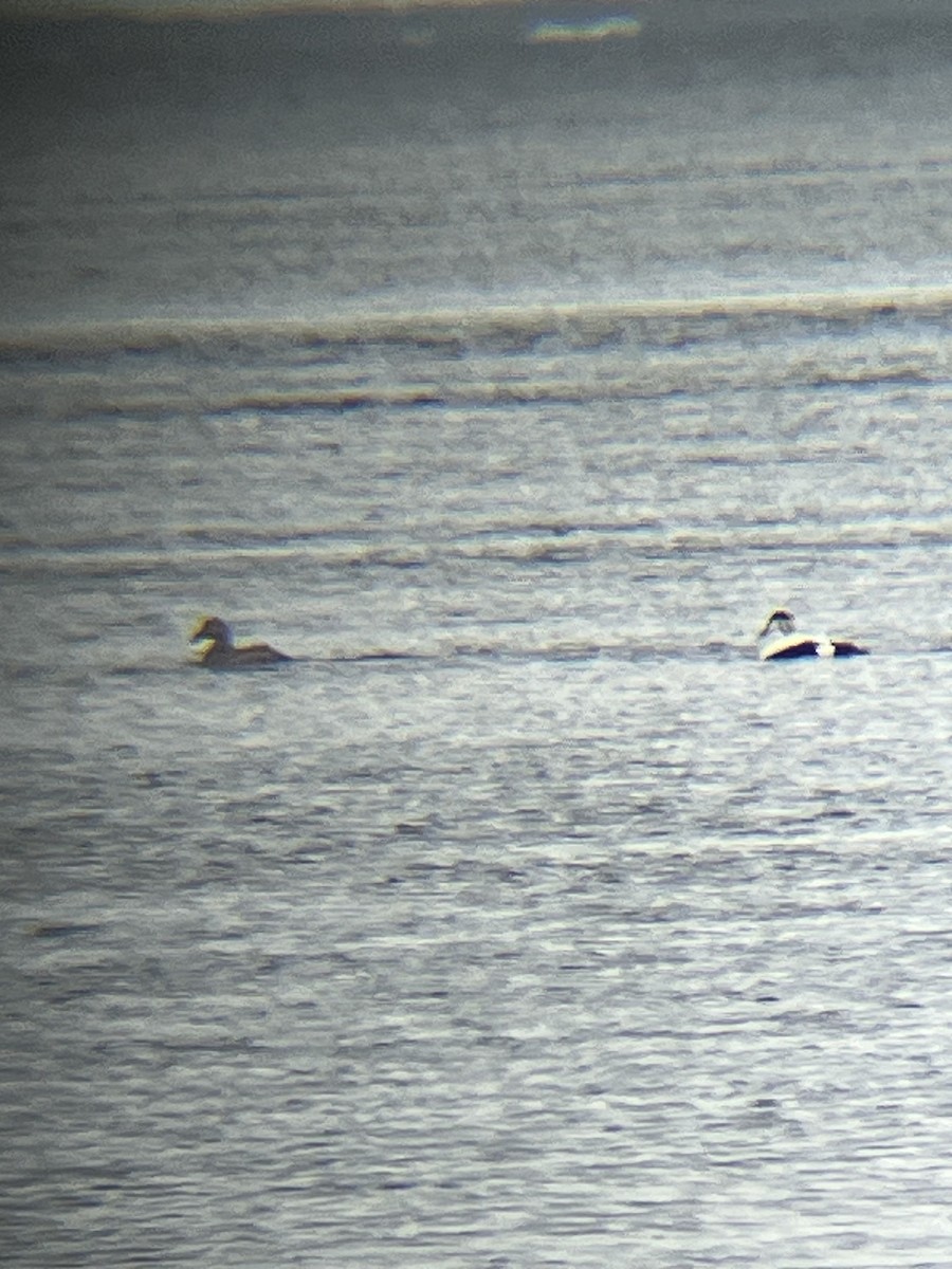 Common Eider - ML635651245