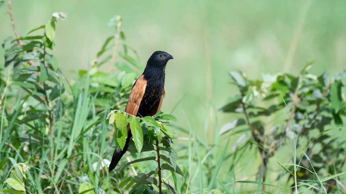 Black Coucal - ML635651368