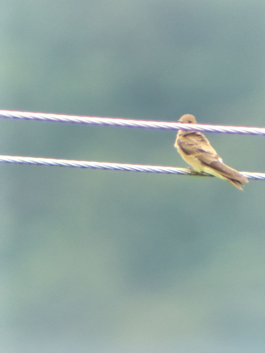 Southern Rough-winged Swallow - ML635651479