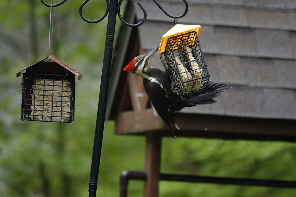 Pileated Woodpecker - ML635651491