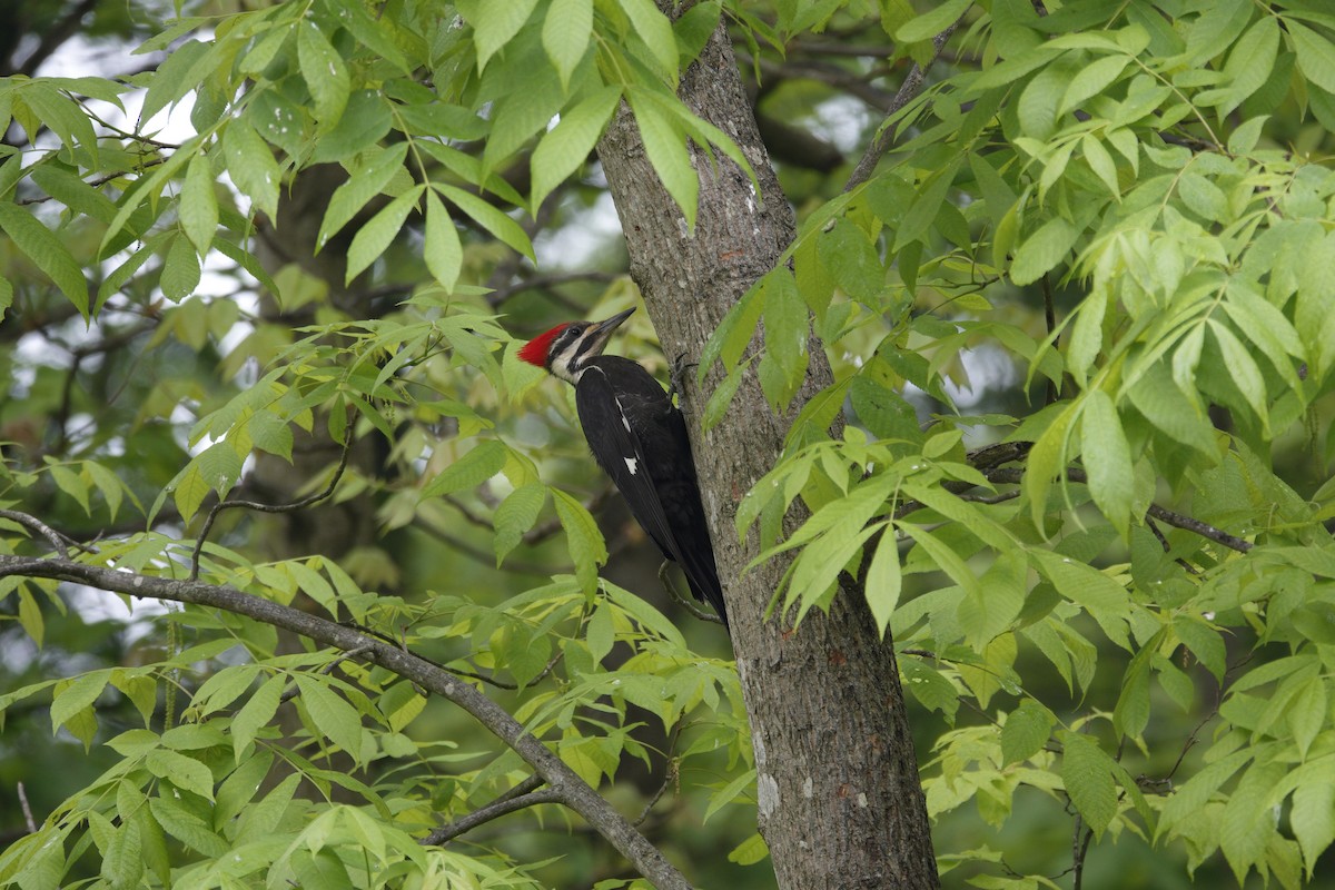Pileated Woodpecker - ML635651503