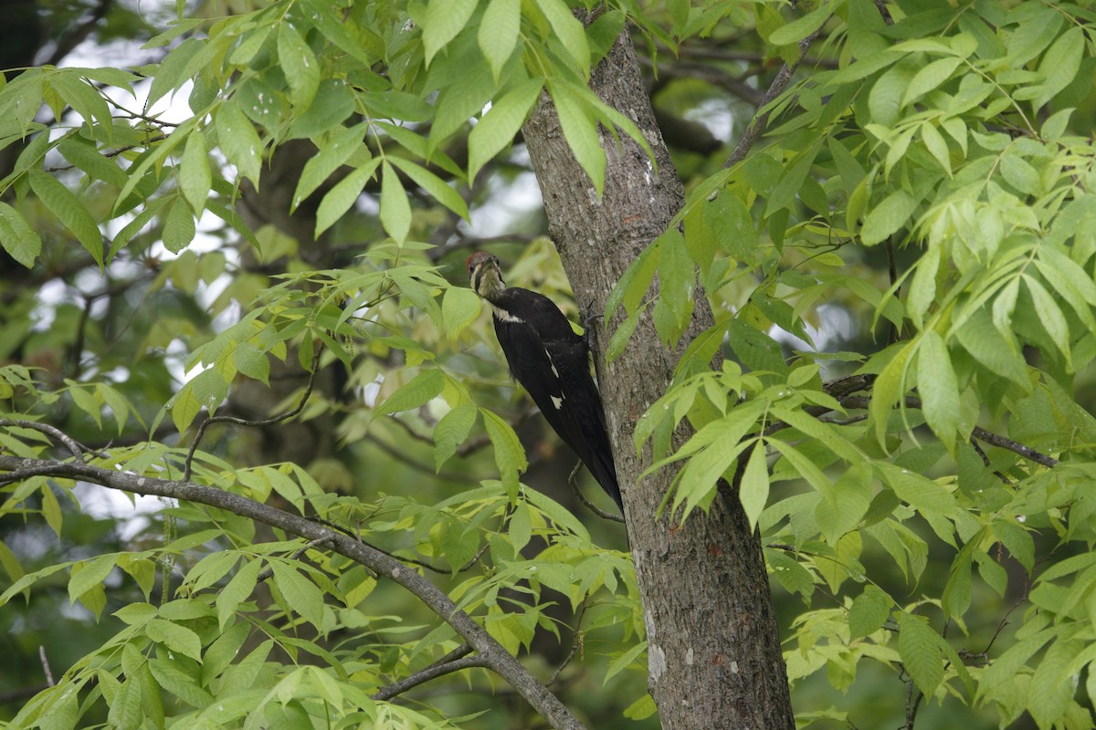 Pileated Woodpecker - ML635651505