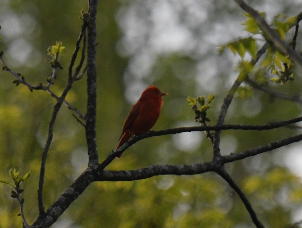 Summer Tanager - ML635651637