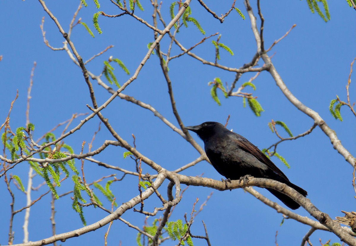 Fish Crow - ML635651697
