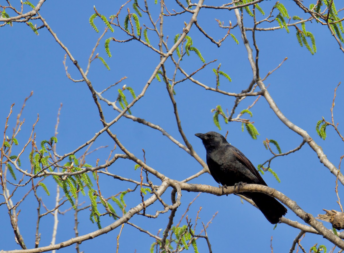 Fish Crow - ML635651699