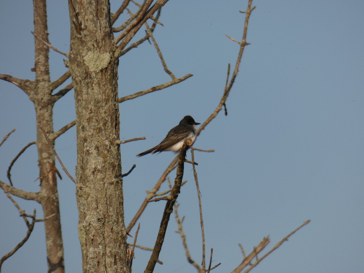 Eastern Kingbird - ML635651714