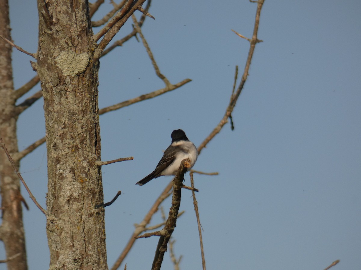 Eastern Kingbird - ML635651715