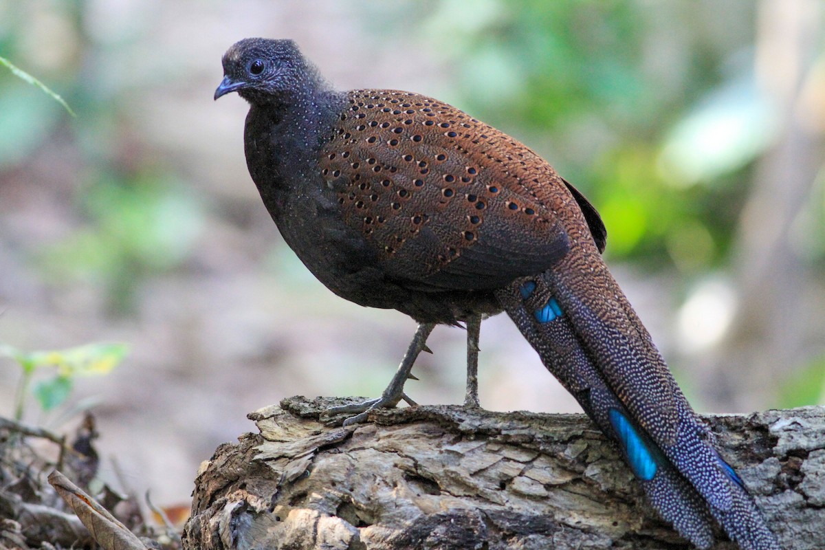 Mountain Peacock-Pheasant - ML635651719
