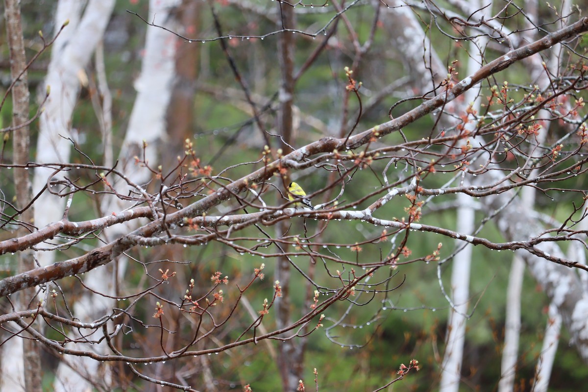 American Goldfinch - ML635651726