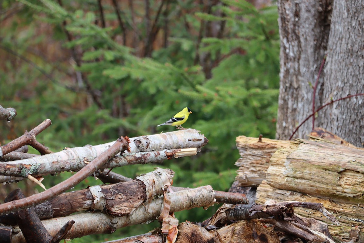 American Goldfinch - ML635651727