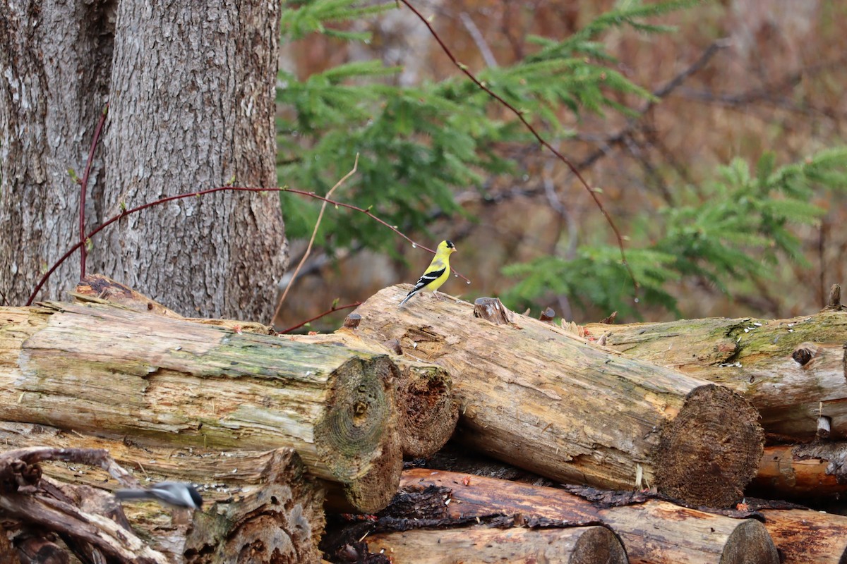 American Goldfinch - ML635651728