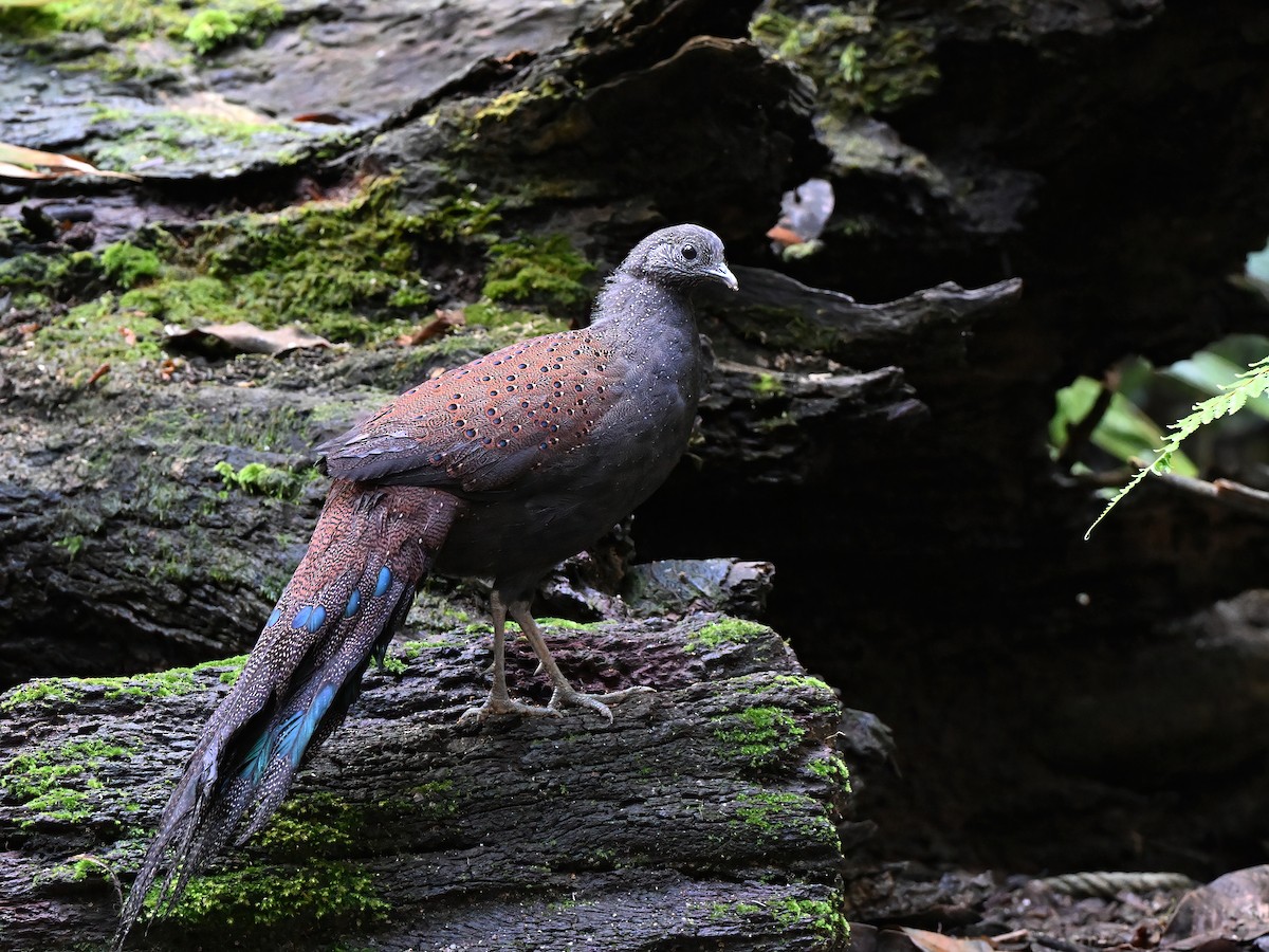 Mountain Peacock-Pheasant - ML635651781