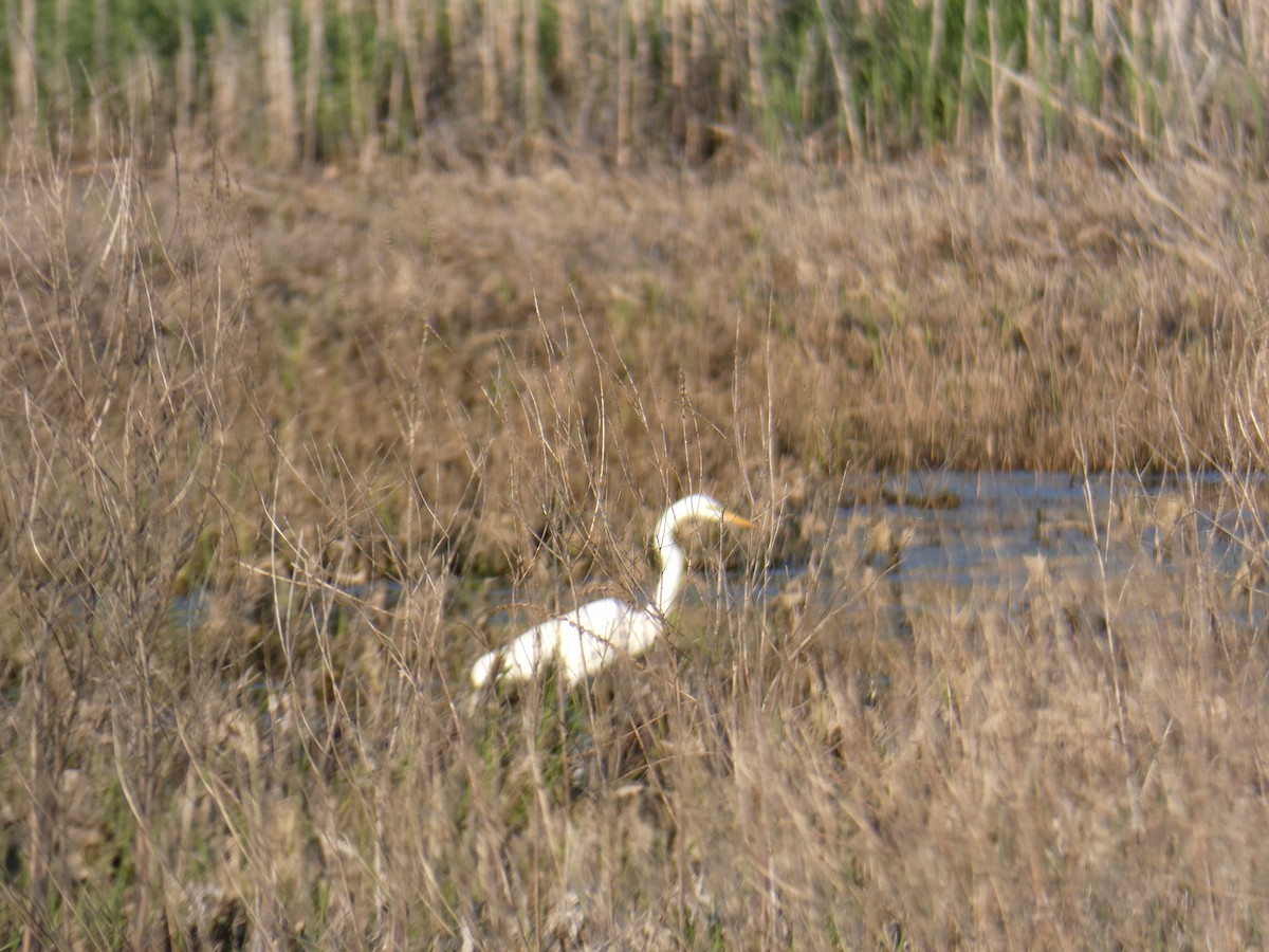 Airone bianco maggiore - ML635651784