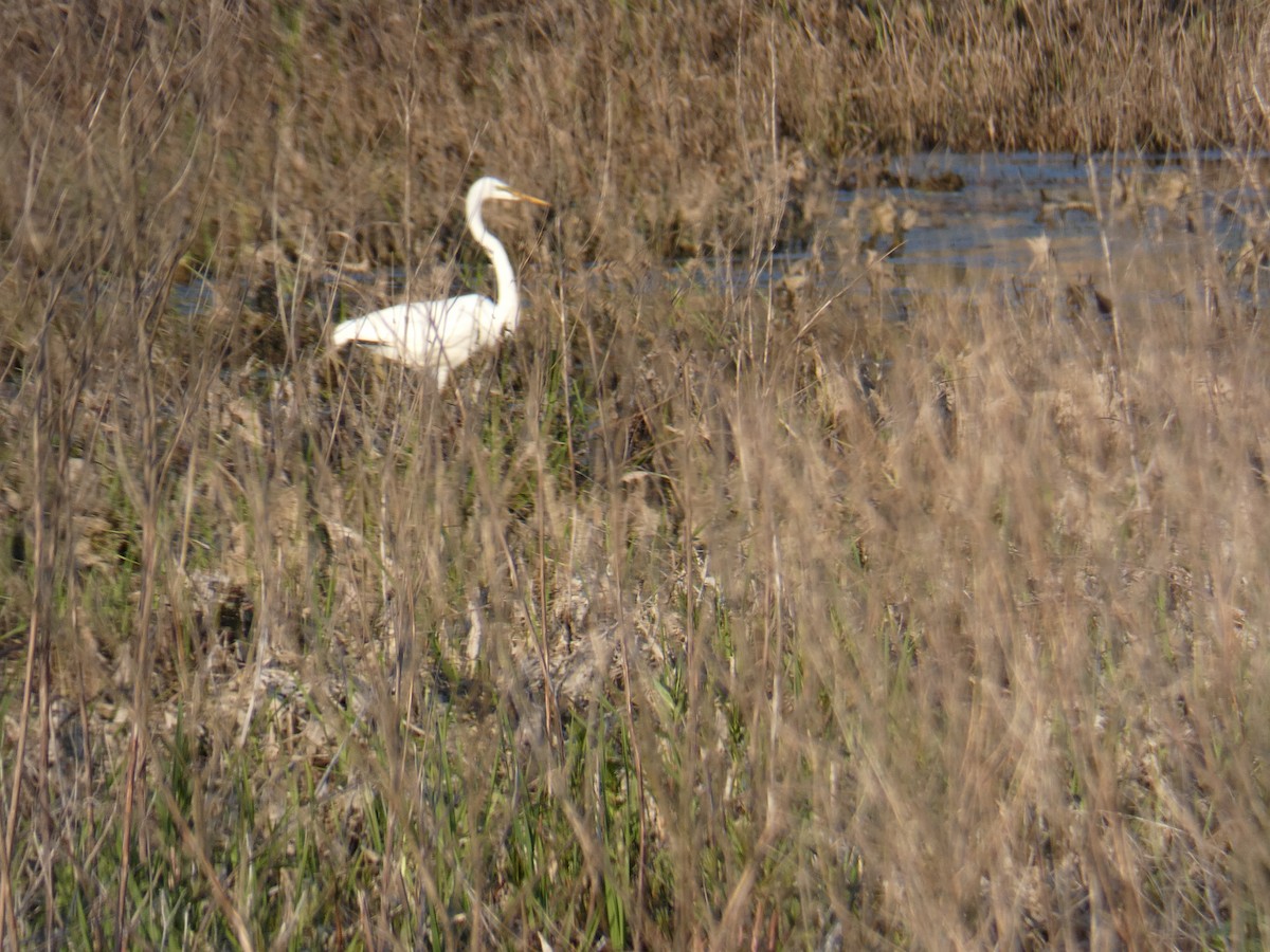 Airone bianco maggiore - ML635651785