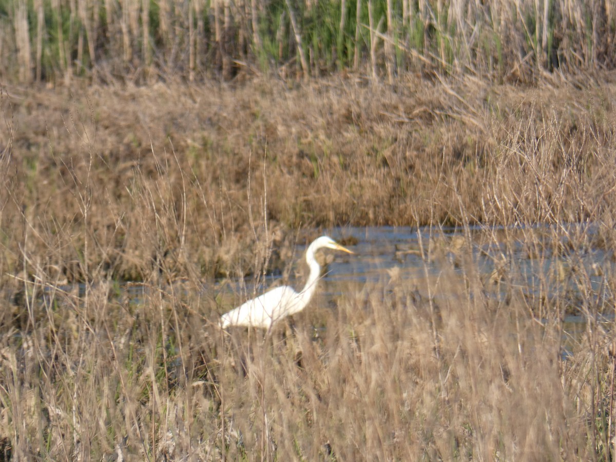 Airone bianco maggiore - ML635651786