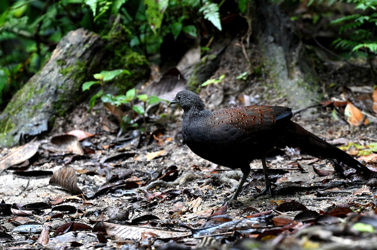 Mountain Peacock-Pheasant - ML635651797