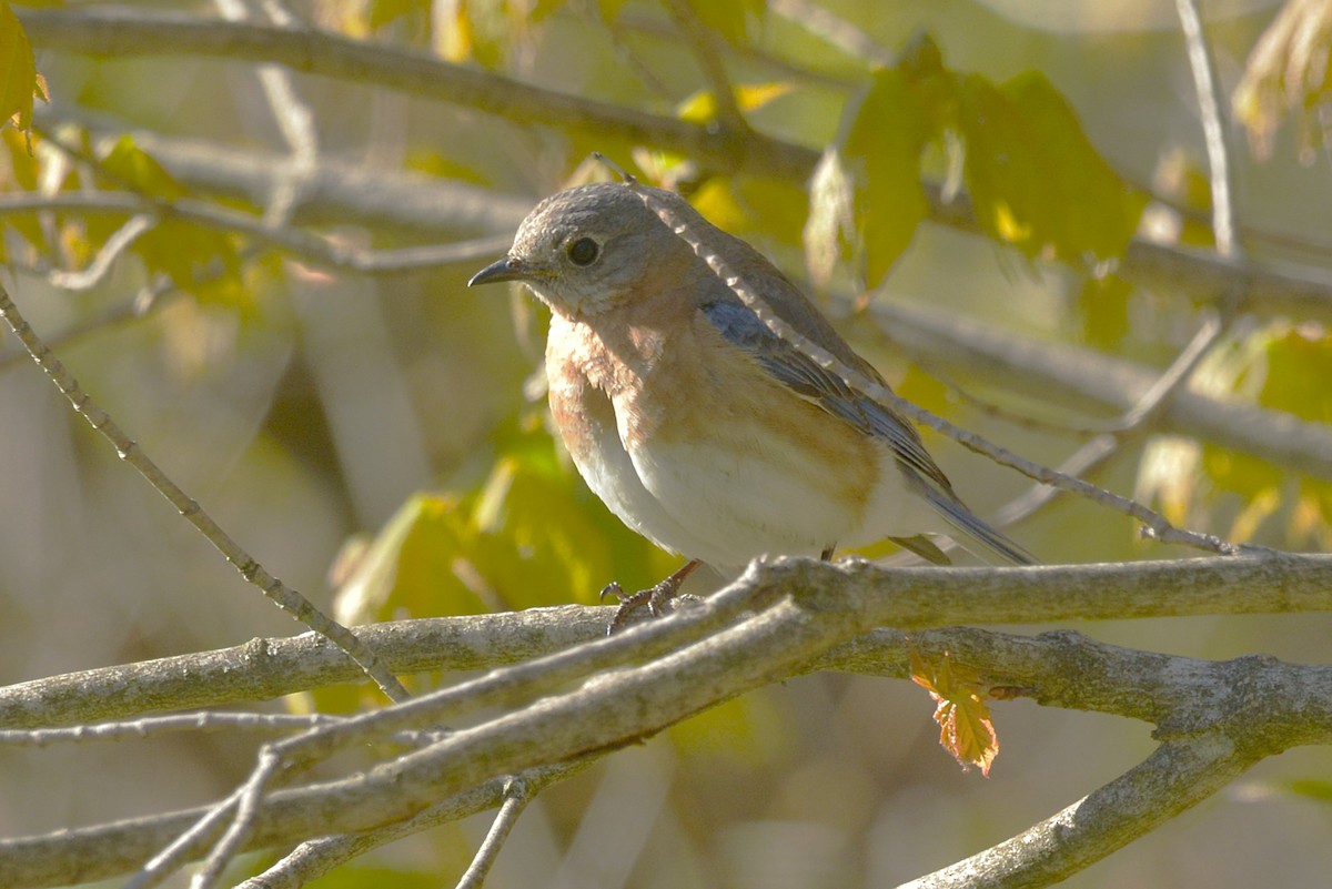 Eastern Bluebird - ML635651819