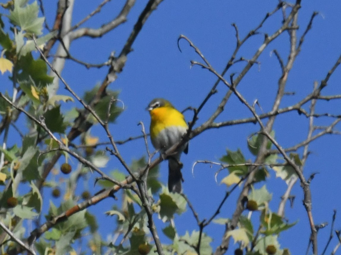 Yellow-breasted Chat - ML635651886