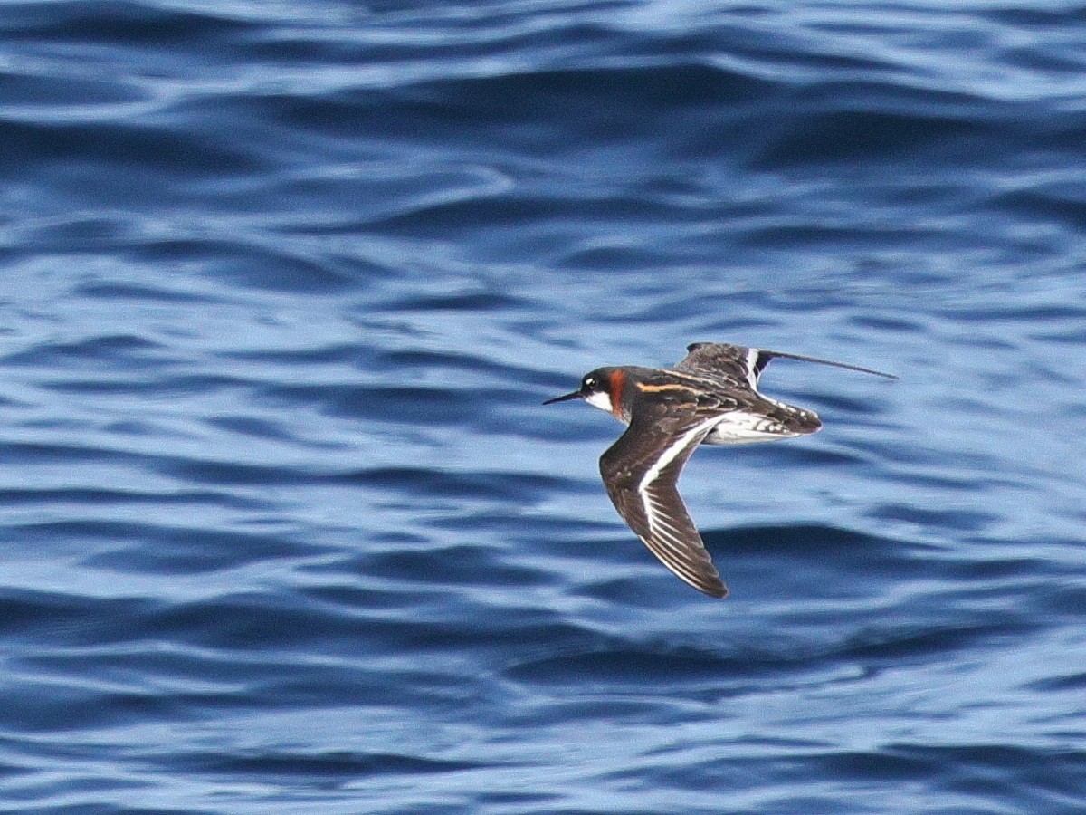 Red-necked Phalarope - ML635651980