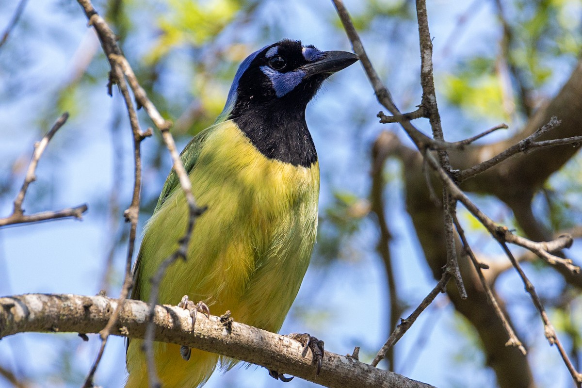 Green Jay - ML635651990